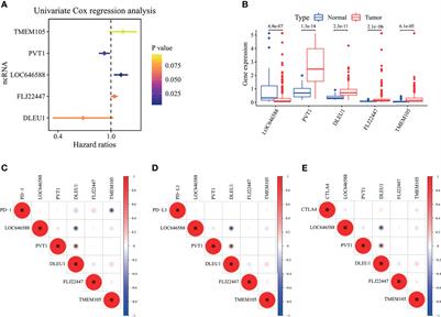 The Ferroptosis-Related Noncoding RNA Signature as a Novel Prognostic Biomarker in the Tumor Microenvironment, Immunotherapy, and Drug Screening of Gastric Adenocarcinoma